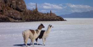En 4*4 sur l’Altiplano (BOL) – 22 au 25 juin 2011