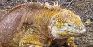 Iguane terrestre des Galapagos