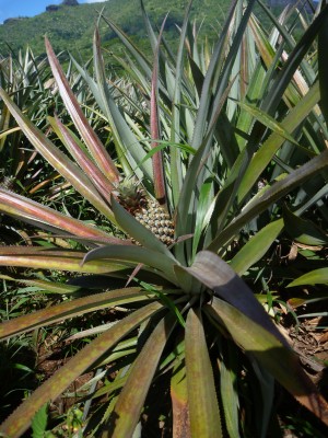 Dans un champ d'ananas