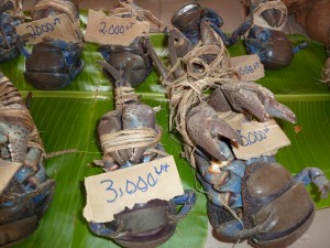 Crabe des  cocotiers