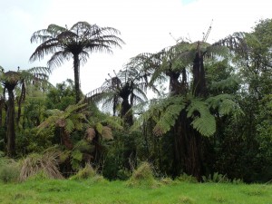 empruntant une jolie route où les palmiers du Vanuatu ont laissé place aux fougères géantes