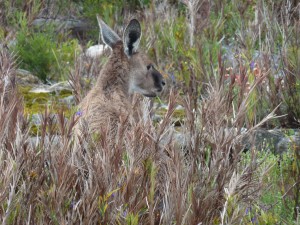 Pour clore la journée, observation de qques kangourous