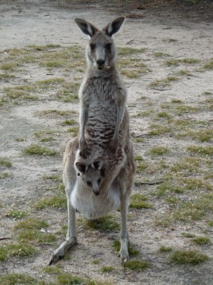 Encore inédit pour Emilie : maman kangourou et son petit à bord ! Très contents de nos 2,5 jours passés dans le parc, nous filons en direction de Melbourne !