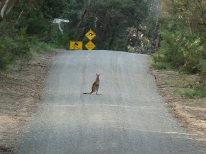 Et, enfin, Emilie voit ses premiers kangourous (le panneau signalétique ne ment pas!)
