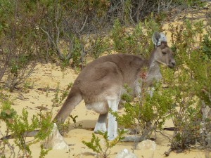 Autre danger sur les routes : les kangourous, très nombreux dans les environs