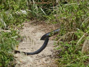 un moins sympathique "giant black tiger snake"