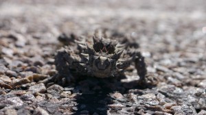 dont le "thorny devil"