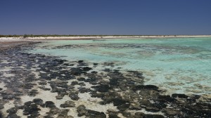 Nous irons jusqu'à Shark Bay et ses eaux translucides (remplies de requins et serpents...)