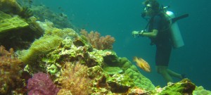 Plongées aux iles Surin (THA) – 19 au 21 janvier